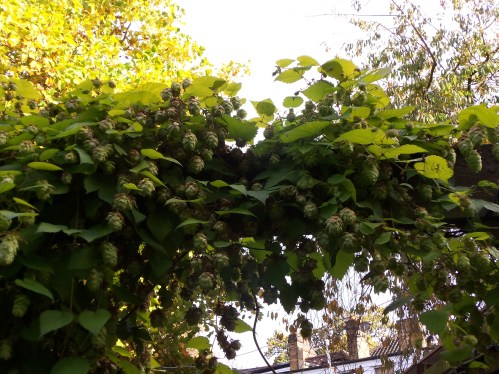 Hops Growing at the Spaniard's Inn